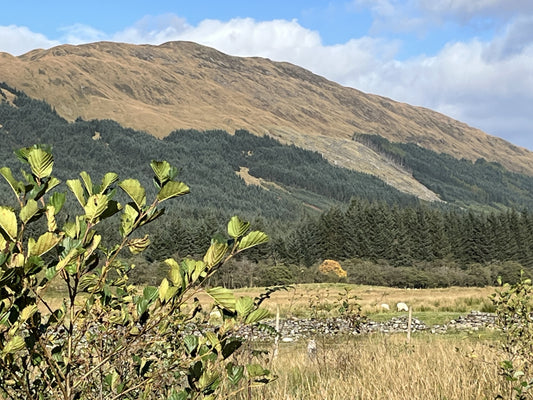 A scenic view of a mountainous landscape in Scotland with mixed forest, grassy meadow, and shrubs in the foreground under a partly cloudy sky.