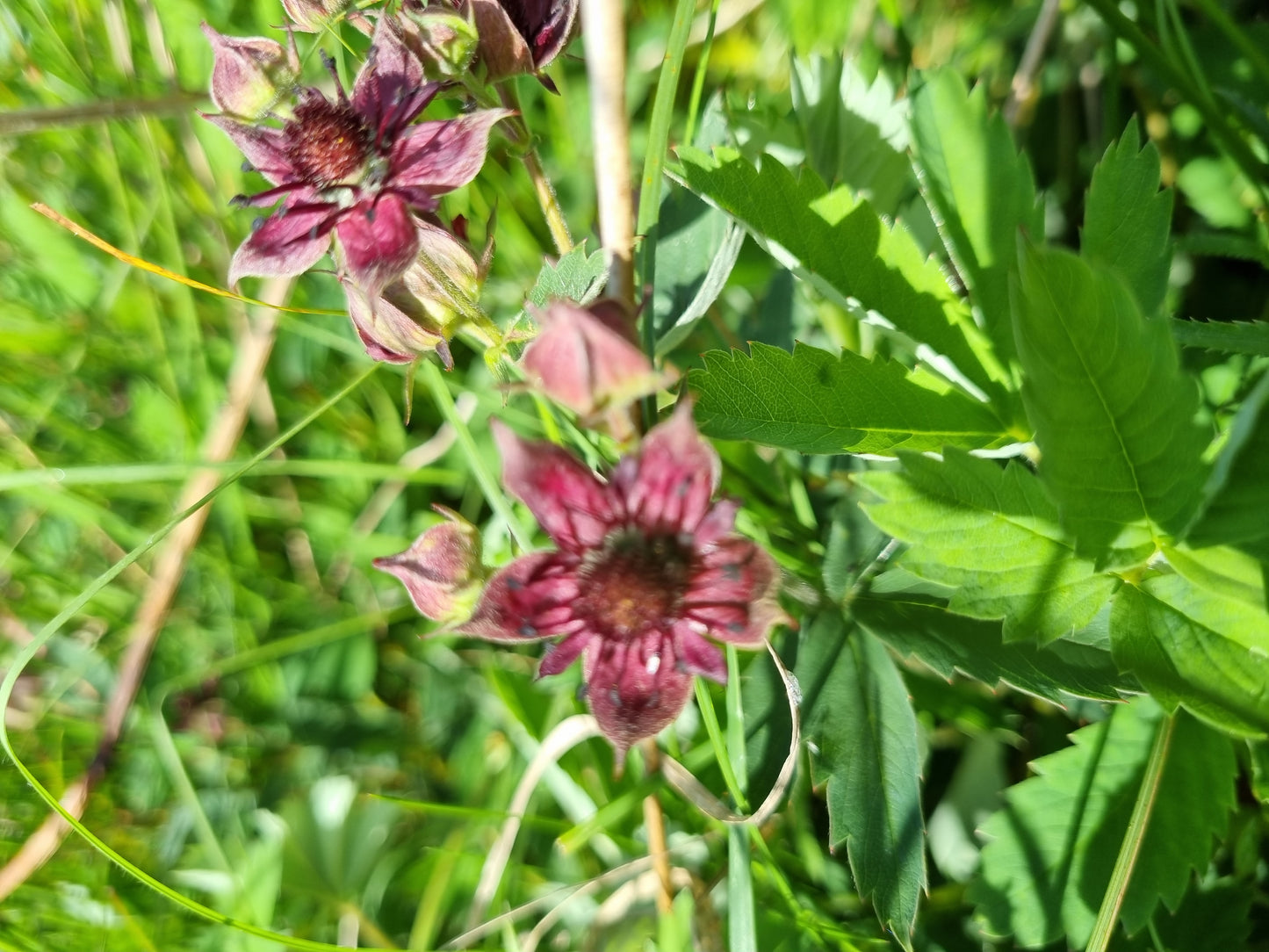 Close-up of purple flowers with five petals amid green leaves and grass, showcasing the biodiversity of the UK woodland creation project where it was taken.