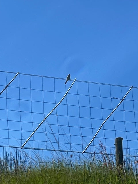 A bird is perched on a wire fence against a clear blue sky with grass visible on the right side of the image.