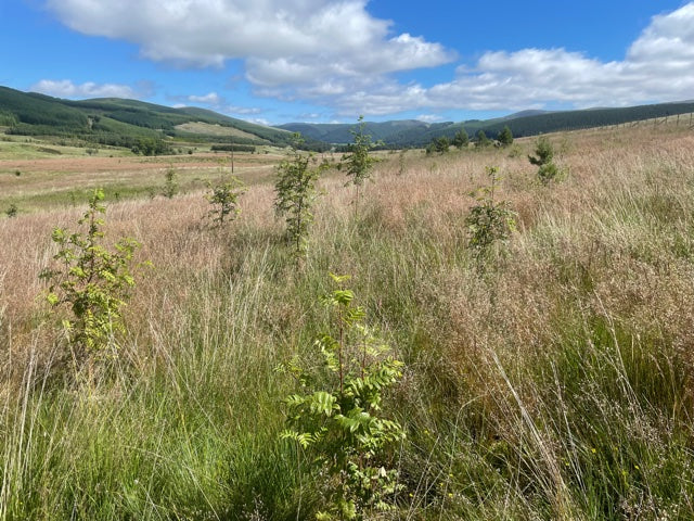 A grassy field with small trees scattered throughout, resembling a young woodland.