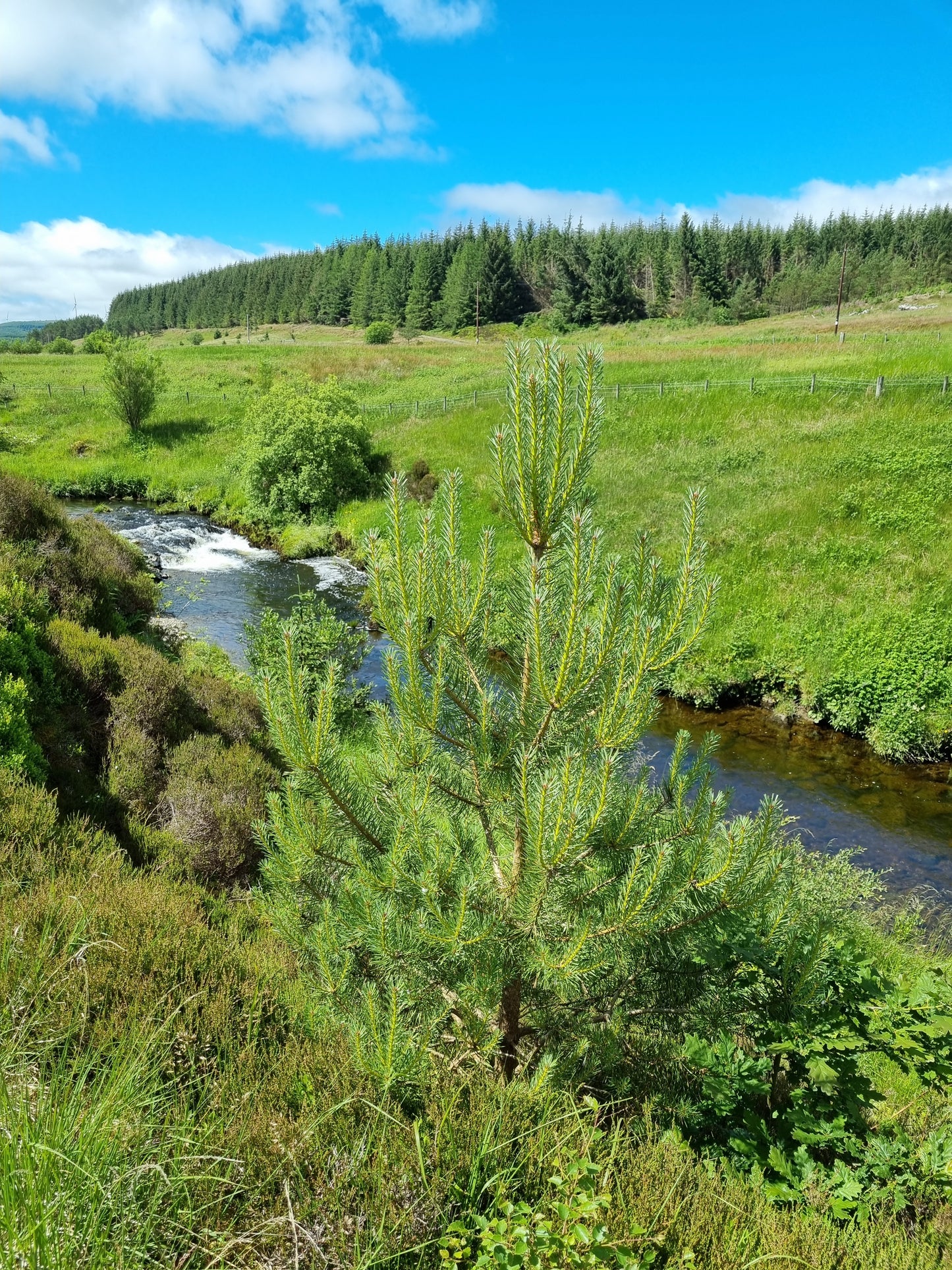 A small river flows through the picturesque Scottish Borders, with grassy fields, bushes, a pine tree in the foreground, and a blue sky dotted with scattered clouds.