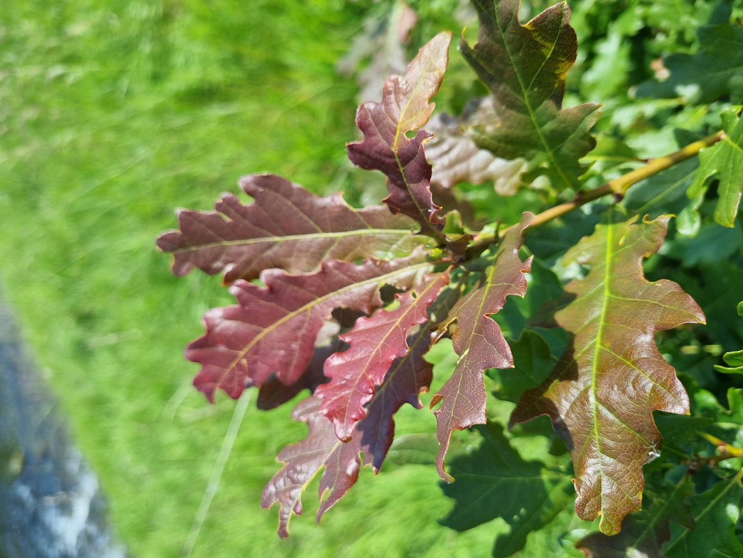 Close-up of an oak tree branch with purple-tinted young leaves among older green leaves. An example of afforestation in the UK.