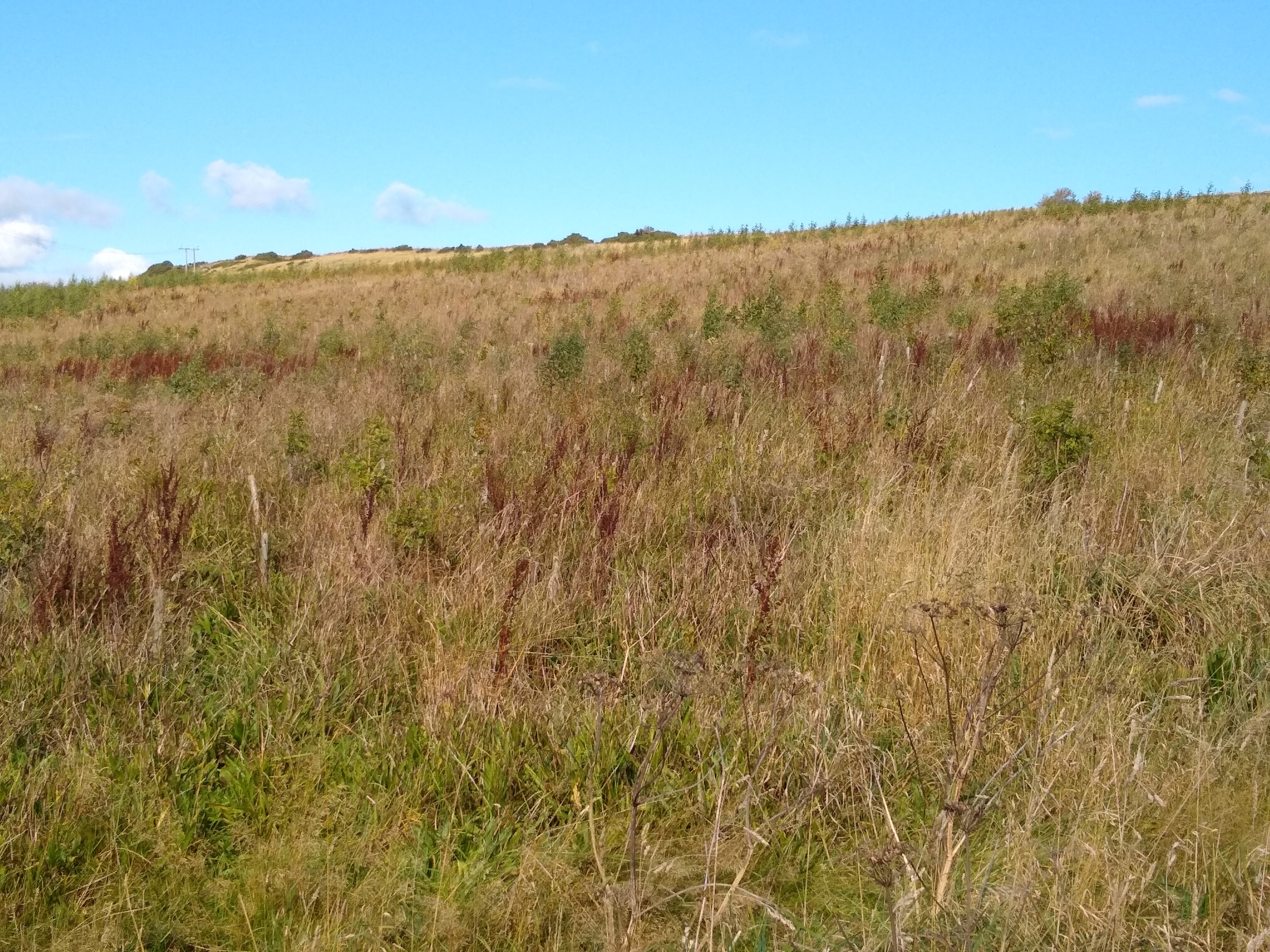 A grassy field with patches of brown vegetation under a clear blue sky. Young trees are scattered across the landscape.