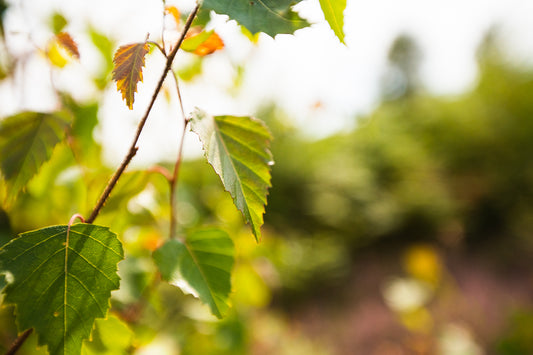 Close up of a Birch tree's leaves in the sunshine. Birch was planted at the new woodland, Jon's Wood.