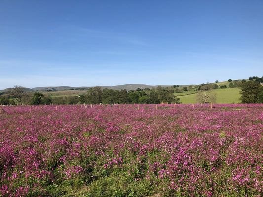 A field of vibrant pink flowers stretches out under a blue sky, with green hills and trees visible in the distance. The Lake District landscape showcasing its rich biodiversity.