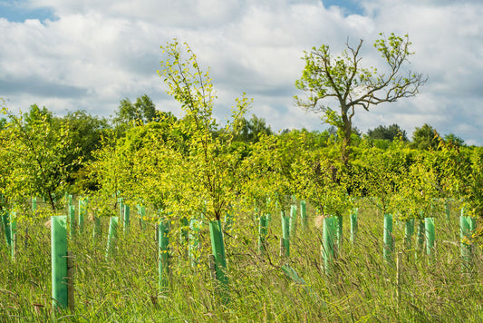 A field with young trees protected by green plastic tree guards, surrounded by tall grass under a partly cloudy sky—a serene example of Forest Carbon's woodland creation in Northumberland.