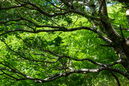 Supporting Native Broadleaves
